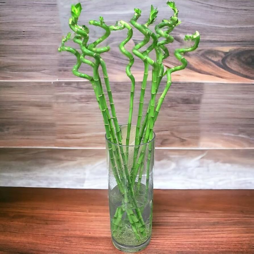 Swarovski ミリオンバンブー 530d0585d21f76e3f63697ef3d7848